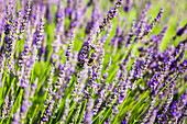 Blühender Lavendel (Lavandula)