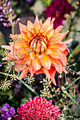 A flowering dahlia (Dahlia)