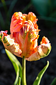 Parrot tulip