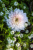 A single white dahlia (Dahlia)