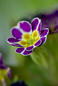 Primrose flower (Primula auricula), macro photo