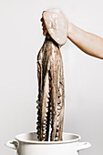 Hand of crop anonymous person holding whole raw octopus with tentacles over white pot on white background in light room