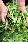From above anonymous gardener demonstrating handful of fresh snow peas during harvest on farm
