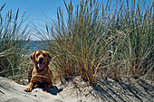 Hund liegt im Sand am Strand