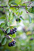 Aronia berries on the tree