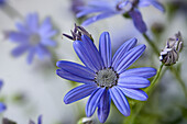 Blaue Blüten der Aschenblume, Gartenzinerarie (Pericallishybride)