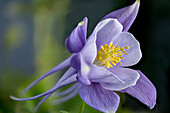 Purple columbine flower (Aquilegia), cultivar, garden form