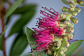 Blüte der Zylinderputzer (Callistemon sp.), aus Australien