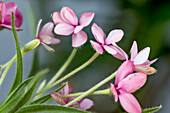 Rosa Blüten des Grasstern (Rhodohypoxis baurii), Südafrika