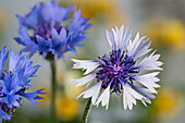 Blaue Blüten der Kornblume, (Centaurea cyanus), Zyane, Blütenstände
