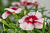Hellrosa Nelkenblüten (Dianthus), Gartenform