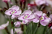 Light pink carnation flowers (Dianthus), garden form