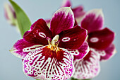 Rot-weisse Orchideenblüte Miltonia Hybride, Orchidaceae