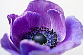 Purple flower of a crown poppy anemone (Anemone Coronaria)