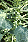 Young Brussels sprouts on the plant