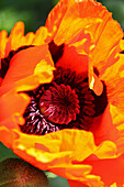 Mohnblüte  (Papaver), orangene Blüte, Makroaufnahme