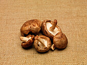 Portobello mushrooms on sacking