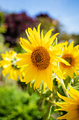 A photo of a sunflower with a bokeh effect (Helianthus annuus)