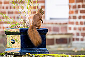 A squirrel sitting on a flowerpot