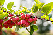 Rote Zieräpfel am Baum