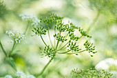 Ähriges Christophskraut, Kälberkraut (Actaea spicata) , grüne und weiße Blüten