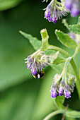 Comfrey flower (Symphytum officinale), portrait, with bumblebee