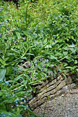 Blauer Beinwell (Symphytum azureum), eingesetzt als Bodendecker