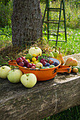 Colourful, freshly harvested garden fruit in an enamel colander with tree and ladder in the background