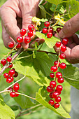 Hand harvesting red currants