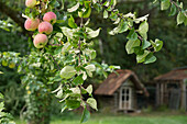 Apfel 'Charlamowski' am Baum mit Gartenhaus im Hintergrund