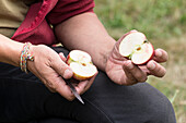 Mann halbiert Apfel der Sorte 'Ruhm aus Kirchwerder'