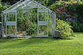Gewächshaus mit Tomaten im Garten