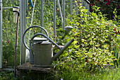 Two zinc watering cans in front of a greenhouse