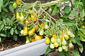 Tomatenpflanze mit Minitomaten Sorte 'Dattelwein'