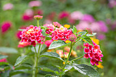 Wandelröschen (Lantana), rote Blüten