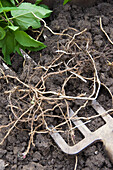 Goutweed roots (Aegopodium) being dug up with a garden fork