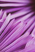 Kornblumen - Nahaufnahme der Blütenblätter (Centaurea cyanus)