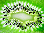 Kiwi (close up, full frame)