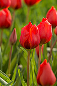 Tulpe (Tulipa) 'Bernadette'
