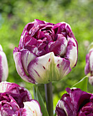 Tulpe (Tulipa) 'Jericho'