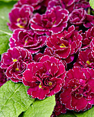 Primel (Primula) 'Barnhaven Frou Frou'