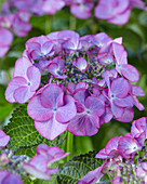 Bauern-Hortensie (Hydrangea macrophylla) 'Pride Purple'