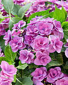 Bauern-Hortensie (Hydrangea macrophylla) 'Flame'