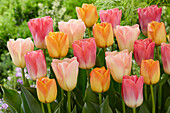 Tulipa mix