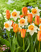Narzisse (Narcissus) 'Chromacolor' und Tulpe Tulipa) 'Orange Emperor'
