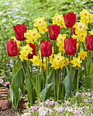 Tulpe (Tulipa) 'Pallada', Narzisse (Narcissus) 'Pipit'