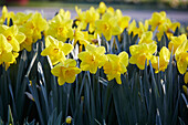 Narzisse (Narcissus) 'Lucky Number'