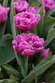 Tulpe (Tulipa) 'Double Flag'