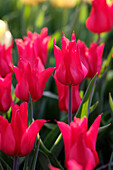 Tulpe (Tulipa) 'Istanbul'