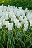 Tulpe (Tulipa) 'Purissima Blonde'
